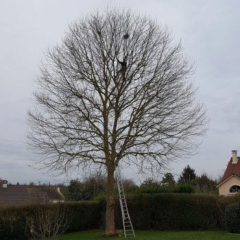 Création-jardin-longjumeau-nature-harmony-66