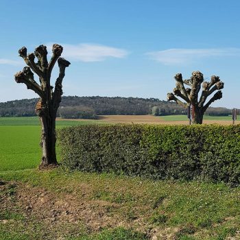 Élagages-arbres-nature-harmony00003