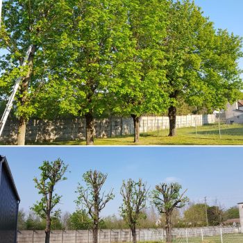 Élagages-arbres-nature-harmony00024