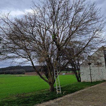 Élagages-bouville-nature-harmony00001