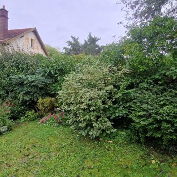 Taille-haie-frenes-nature-harmony-2