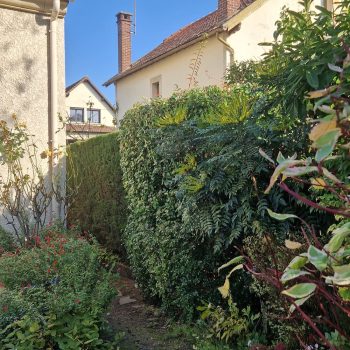 Taille-haie-frenes-nature-harmony-4