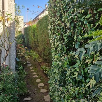 Taille-haie-frenes-nature-harmony-5