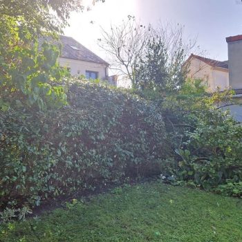 Taille-haie-frenes-nature-harmony-6