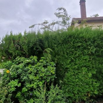 Taille-haie-frenes-nature-harmony