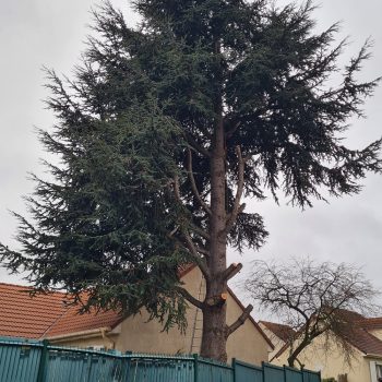 chantier-d-abatagge-a-longjumeau-nature-harmony-1