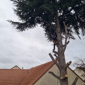 chantier-d-abatagge-a-longjumeau-nature-harmony-6