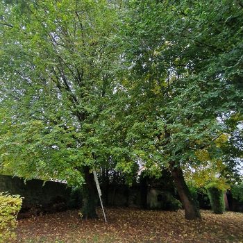 elagage-a-boissy-sous-st-yon-nature-harmony-2