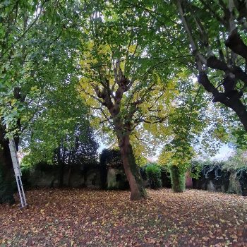elagage-a-boissy-sous-st-yon-nature-harmony