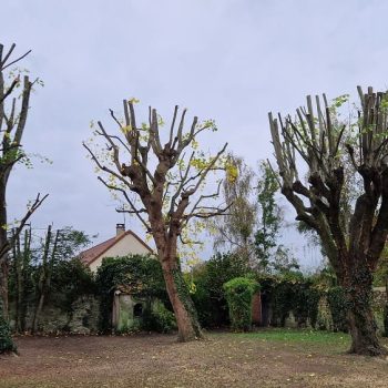 élagages-boissy-st-yon-nature-harmony-4