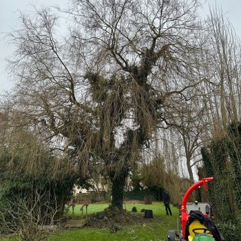 élagages-boissy-st-yon-nature-harmony