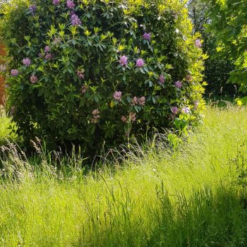 remise-en-etat-jardin-nature-harmony00005