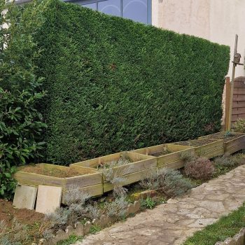 taille-dune-haie-jouy-en-josas-2