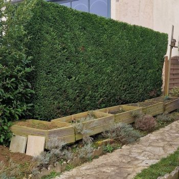 taille-dune-haie-jouy-en-josas-2