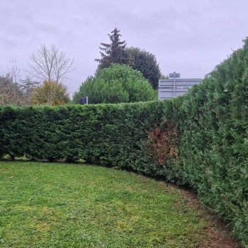 taille-haie-bouville-nature-harmony-2