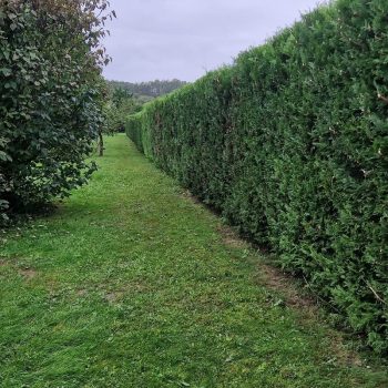 taille-haie-bouville-nature-harmony-4